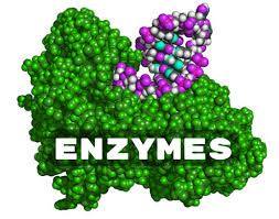 Picture for category Enzymes