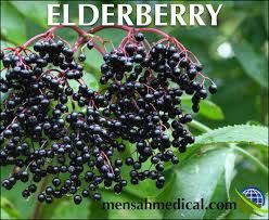 Picture for category Elderberry